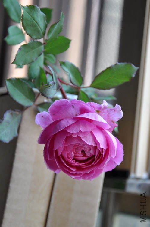 DSC_6394.JPG