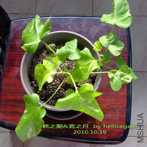 2010��10��19�� ��֮�� ��֮��.jpg