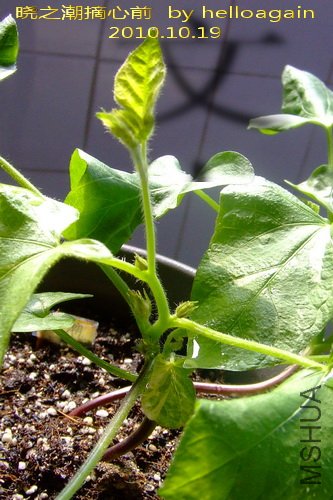 2010��10��19�� ��֮��ժ��ǰ.jpg