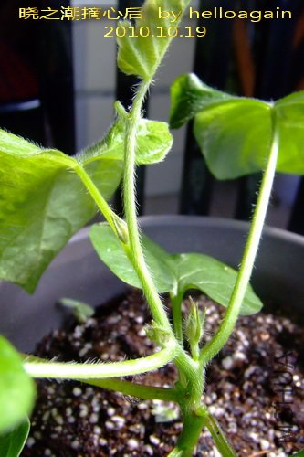 2010��10��19�� ��֮��ժ�ĺ�.jpg