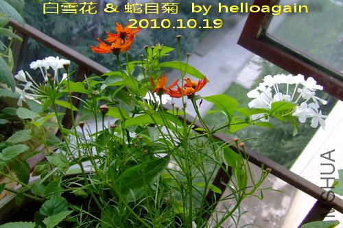 2010��10��19�� ��ѩ��& ��Ŀ��.jpg