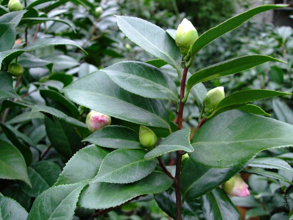 ��Ƭ10-10-20fu 00511.jpg