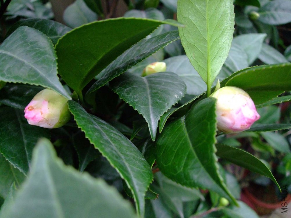 ��Ƭ10-10-20fu 00311.jpg