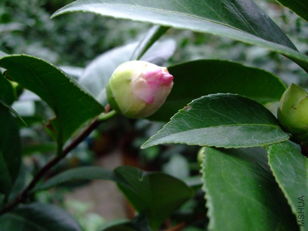 ��Ƭ10-10-20f 01611.jpg