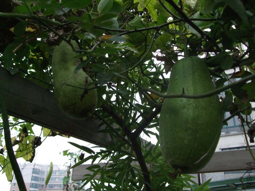 ��Ƭ10-10-20f 00911.jpg