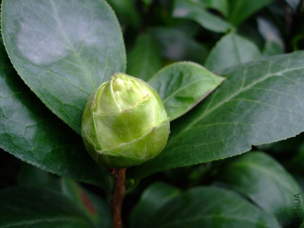 ��Ƭ10-10-20fu 004.jpg