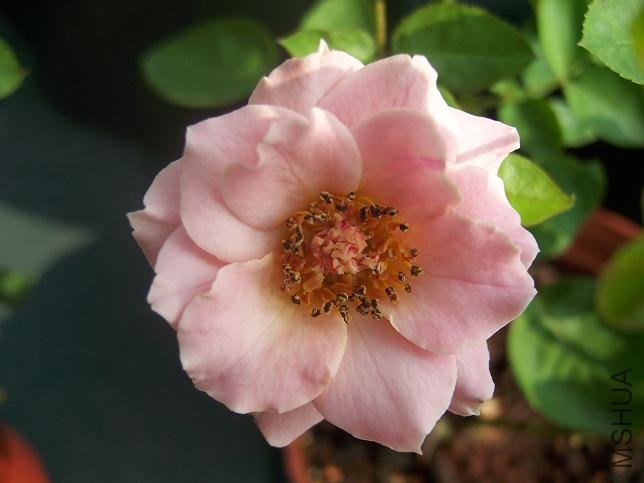 100_9662.JPG