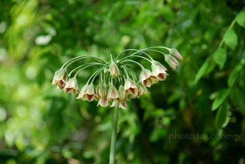 nEO_IMG_DSC_0108.jpg
