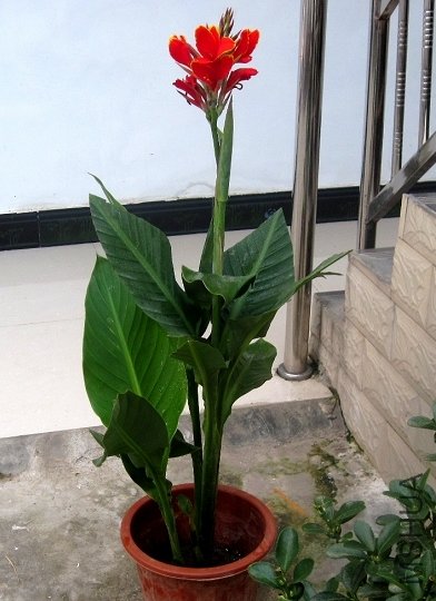 ��ν�ĺ�����