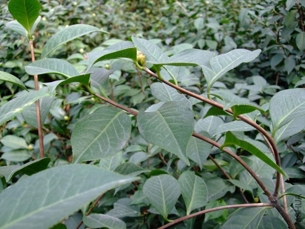 ��Ƭ10-10-21fu 00511.jpg