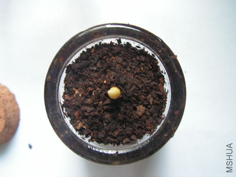 PICT0530_800x600.jpg