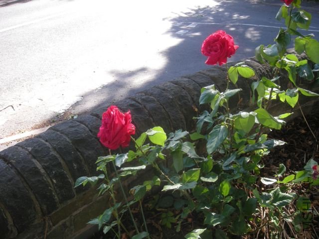 DSCN5071.jpg