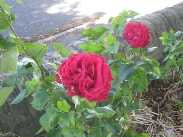 DSCN5072.jpg