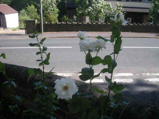 DSCN5069.jpg