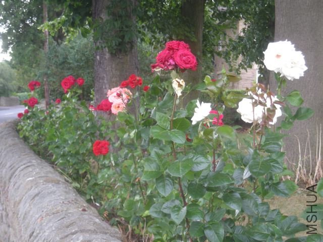 DSCN5077.jpg