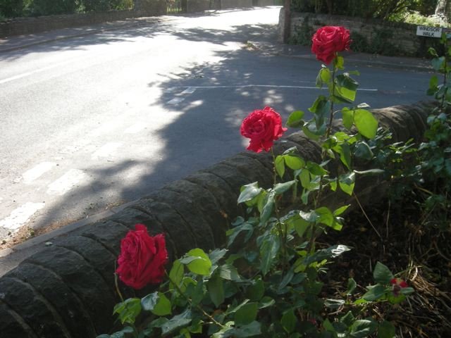 DSCN5070.jpg