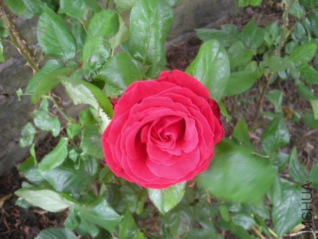 DSCN5019.jpg