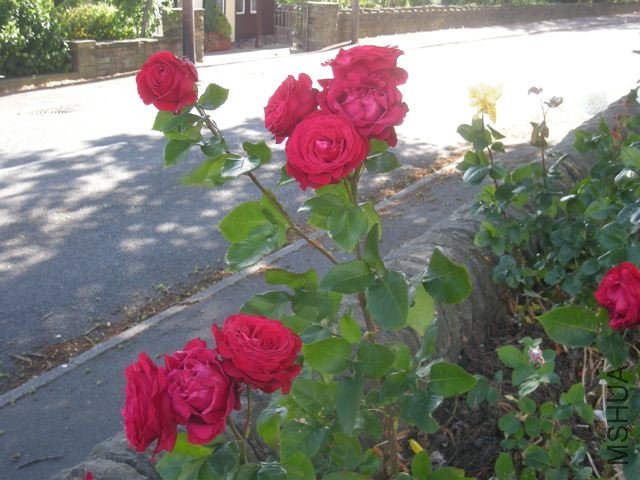 DSCN5074.jpg