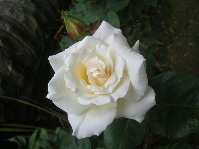 DSCN5026.jpg