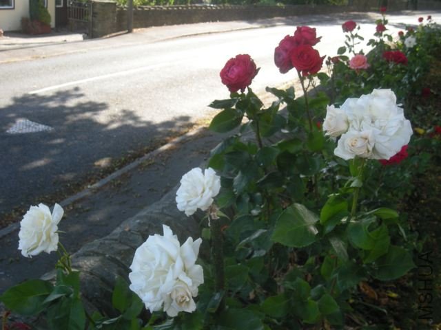 DSCN5073.jpg