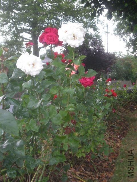 DSCN5076.jpg