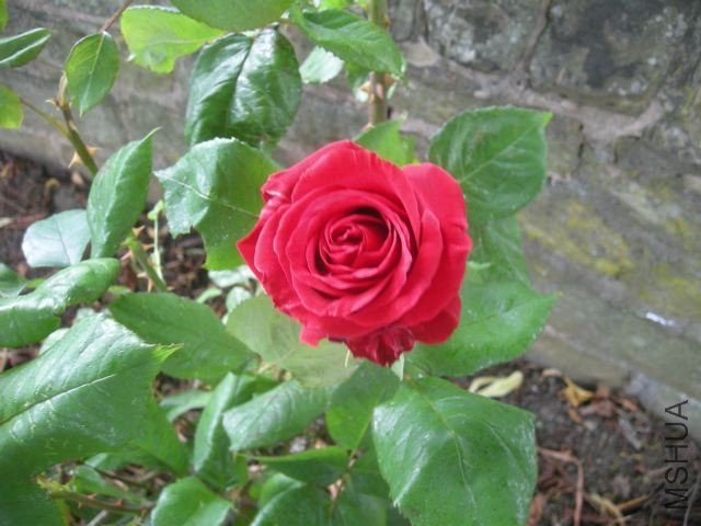 DSCN5018.jpg