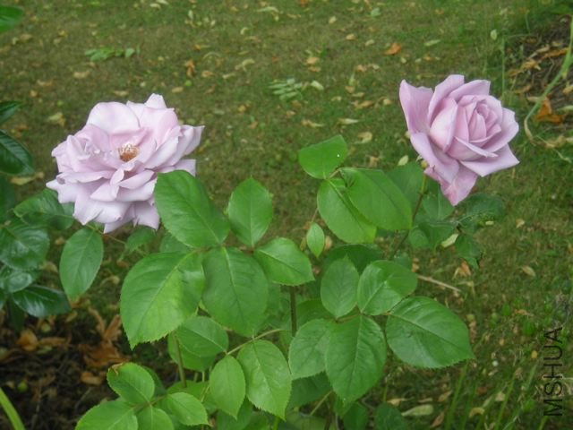 DSCN5023_2.jpg