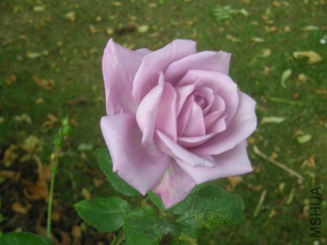 DSCN5022_2.jpg