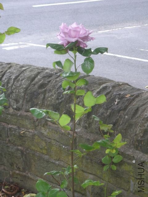 DSCN5024_2.jpg
