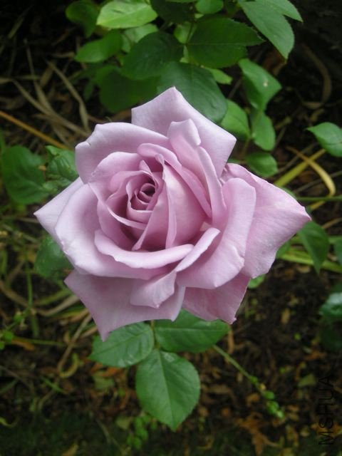 DSCN5025_2.jpg