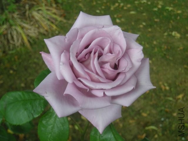 DSCN5021_2.jpg
