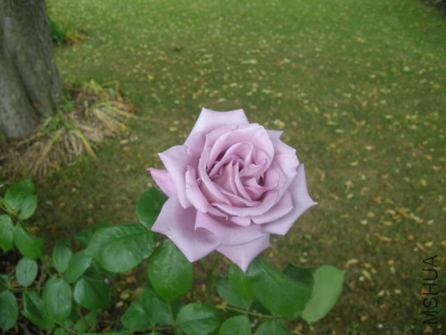 DSCN5020_2.jpg