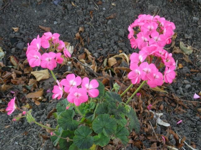 DSCN0005.jpg