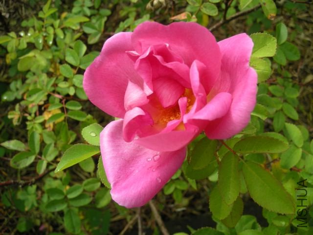 DSCN0955.jpg