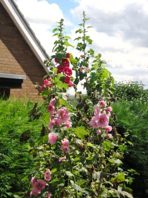 DSCN0437.jpg
