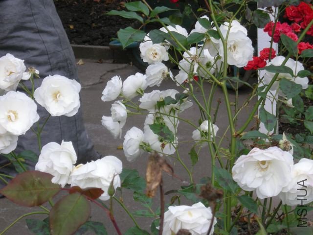 DSCN0261.jpg