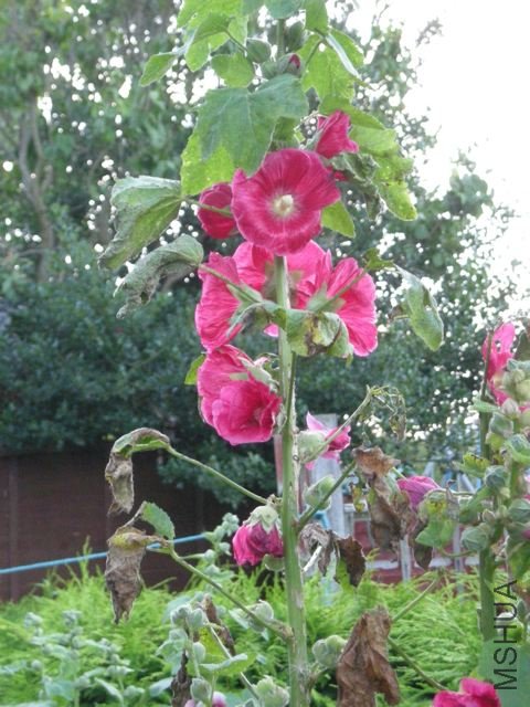 DSCN0424.jpg