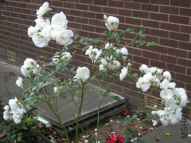 DSCN0263.jpg