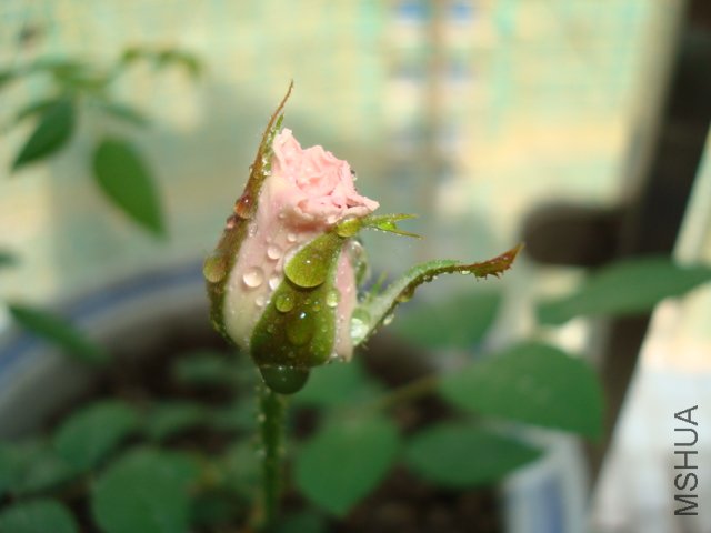 DSC09400.JPG