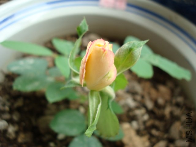 ��˫ϲ10��18��.JPG