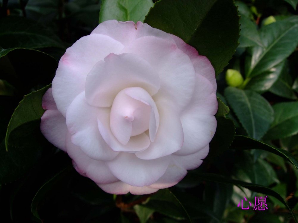 ��Ը10-10-22f (2).jpg