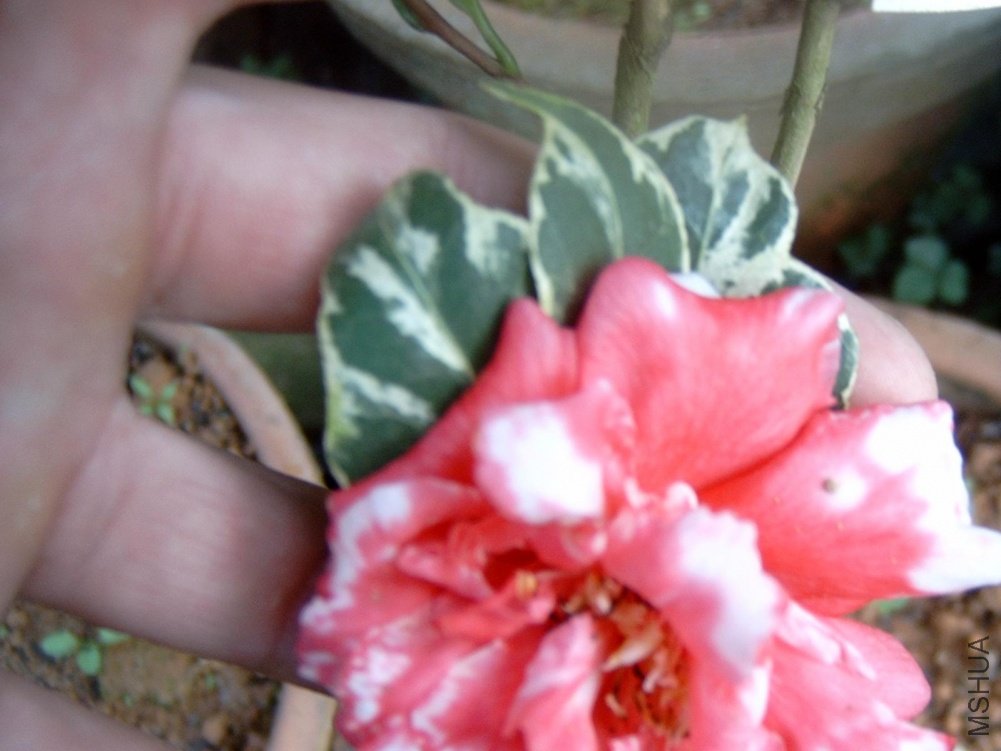 ����ά��˹����