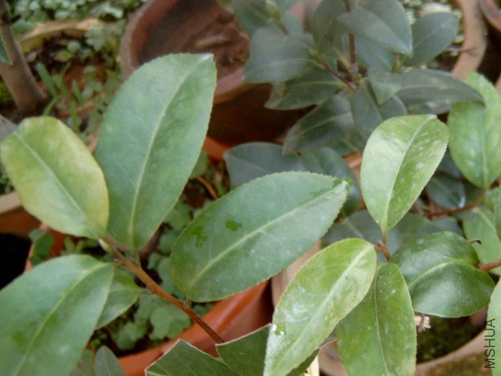 ����޽ӵ�����һ��Ʒ��-¶��˹����