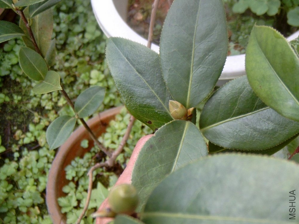 ��ࣨ��㣩����