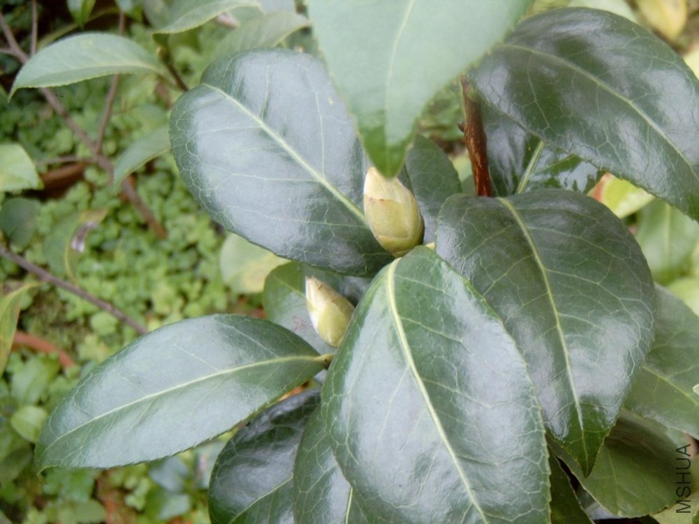 ӭ����Ứ��