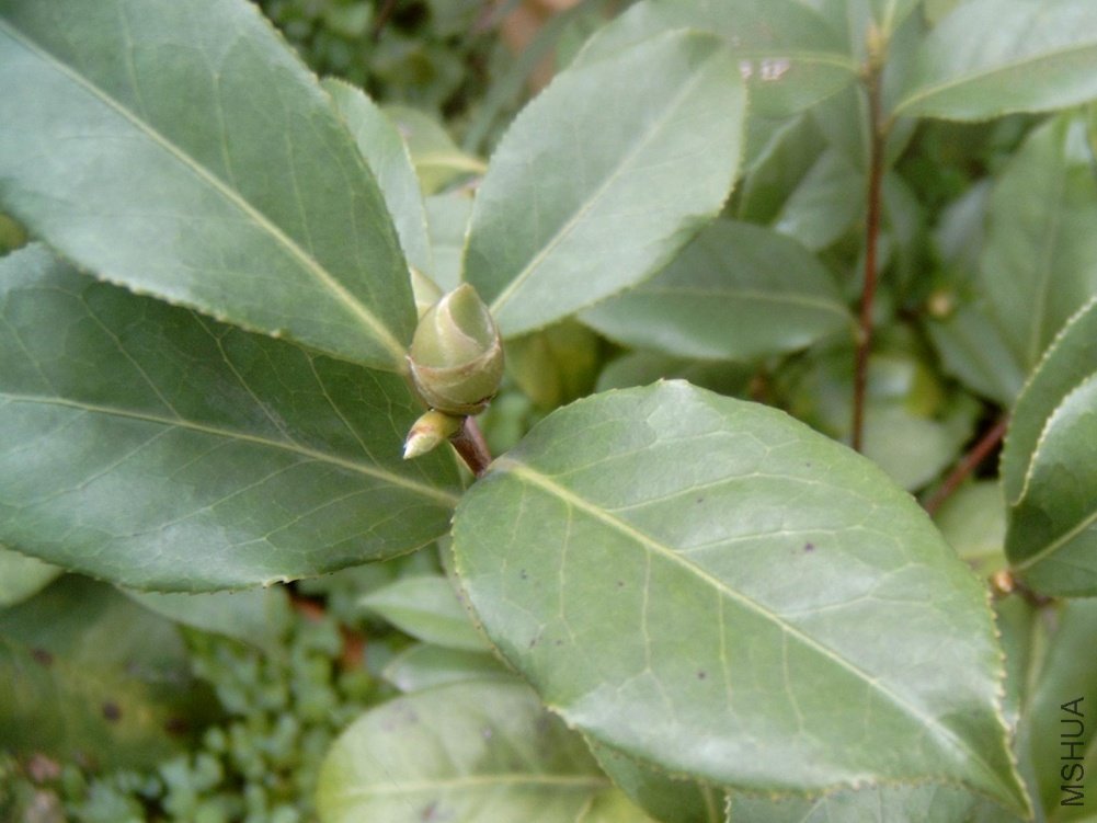 ʥ�ࣨ���㣩����