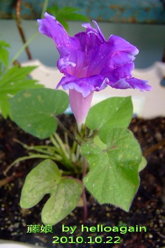 2010��10��22�� ����.jpg