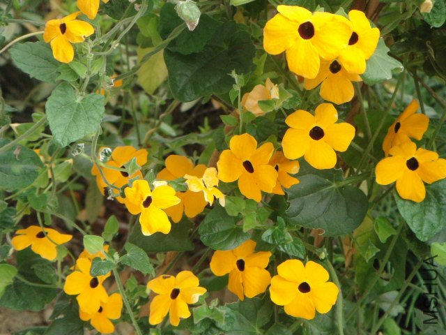 DSC02116.JPG