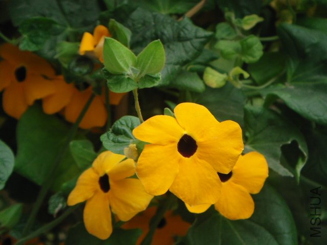DSC02117.JPG