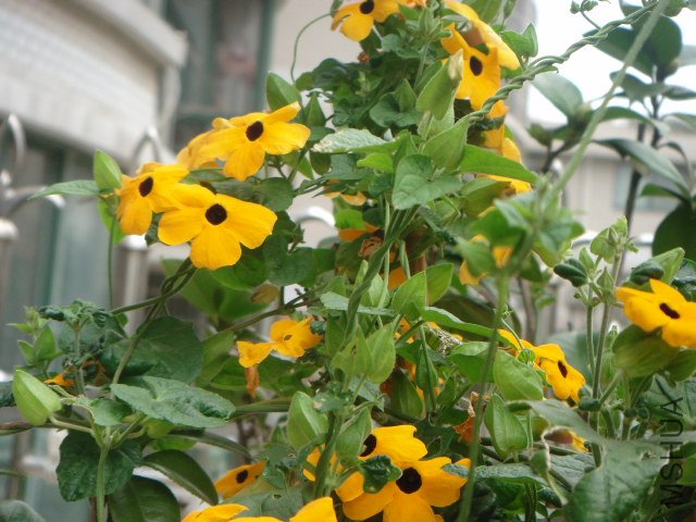 DSC02097.JPG